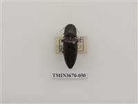 藏品(叩頭蟲(1))的圖片